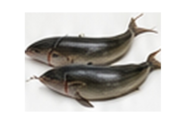 Catfish