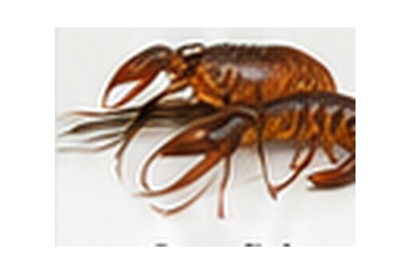 Crawfish