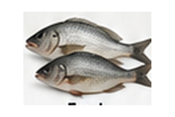 Fresh Fish