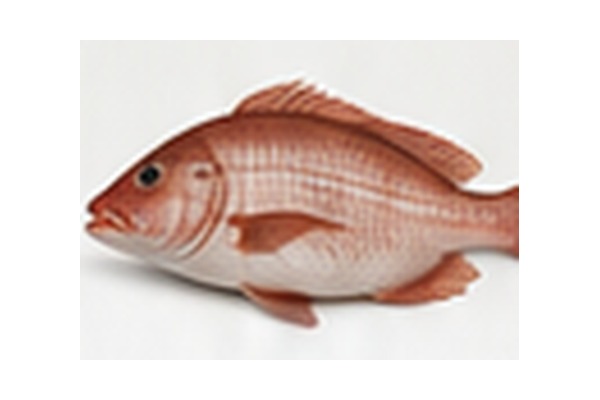 Snapper Fish