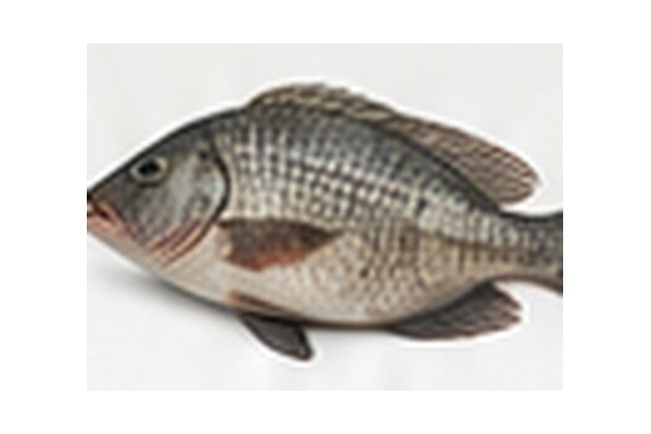 Tilapia Fish